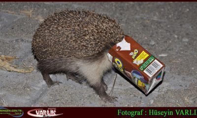 20 Şubat 2014-Günün fotoğrafı