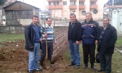 MENGEN’DE CEVİZ BAHÇELERİ YEŞERİYOR