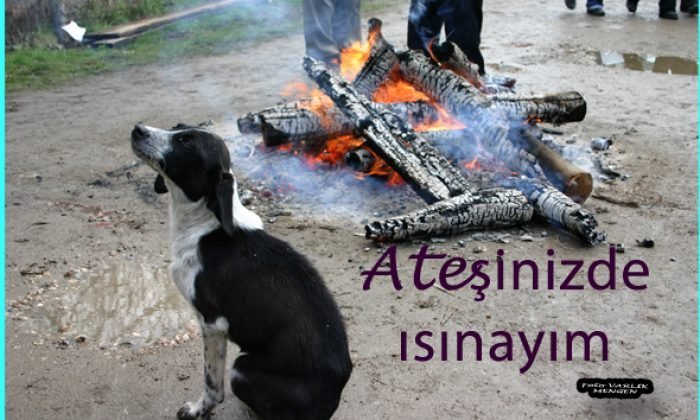 16 Şubat 2014 – Günün Fotoğrafı