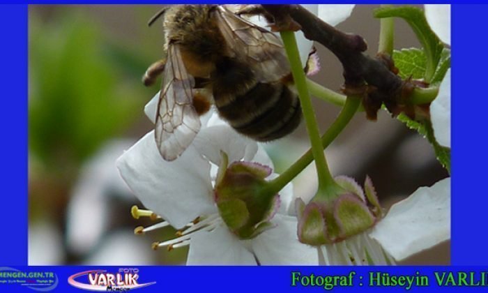 26 Mart 2014-Günün Fotoğrafı