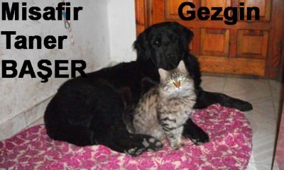 Misafir Gezgin