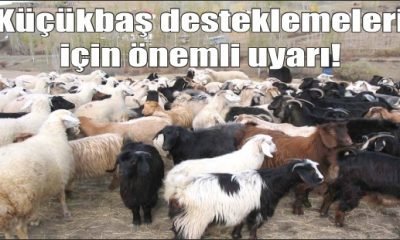 Küçükbaş desteklemeleri için önemli uyarı!