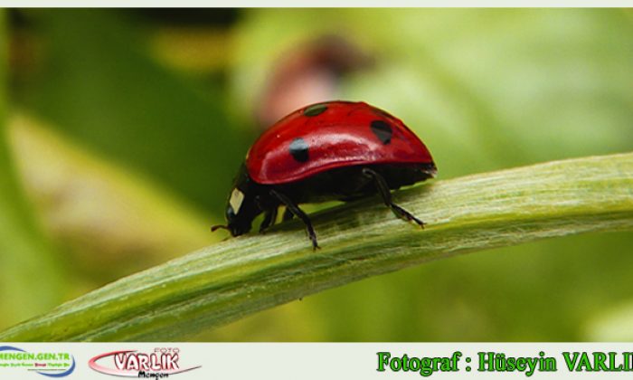 15  Mayıs 2014 – Günün Fotoğrafı