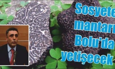 Bolu’da(Mengen-Göynük) Trüf Mantarı Çalışması(AA)