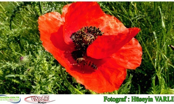 1 Haziran 2014 – Günün Fotoğrafı