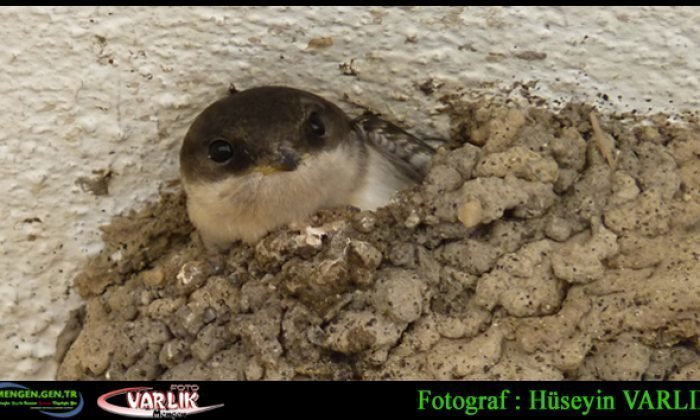 21 Haziran 2014 – Günün Fotoğrafı