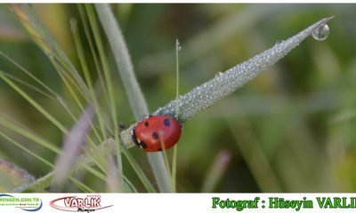 22 Haziran 2014 – Günün Fotoğrafı