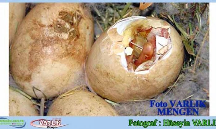 10Temmuz  2014 – Günün Fotoğrafı