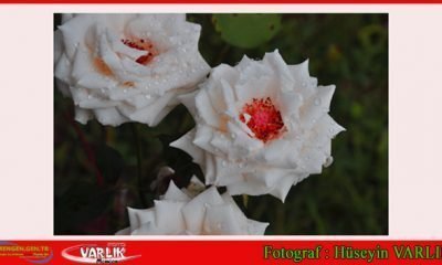 21 Ağustos 2014 – Günün Fotoğrafı