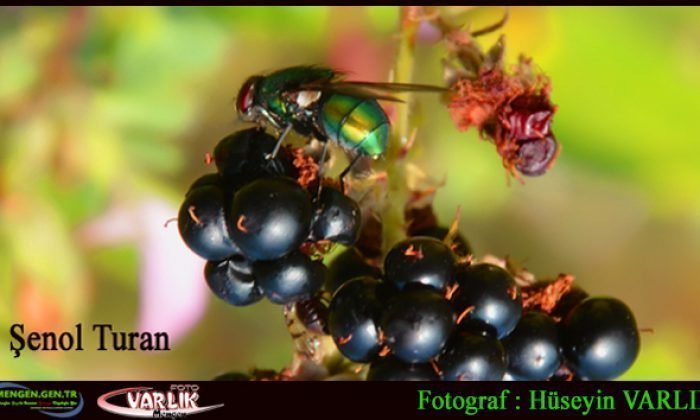 28 Ağustos 2014 – Günün Fotoğrafı