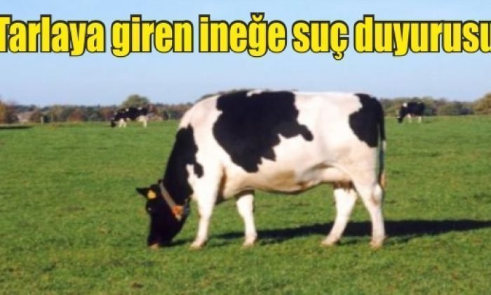 Mengen’de tarlaya giren ineğe suç duyurusu