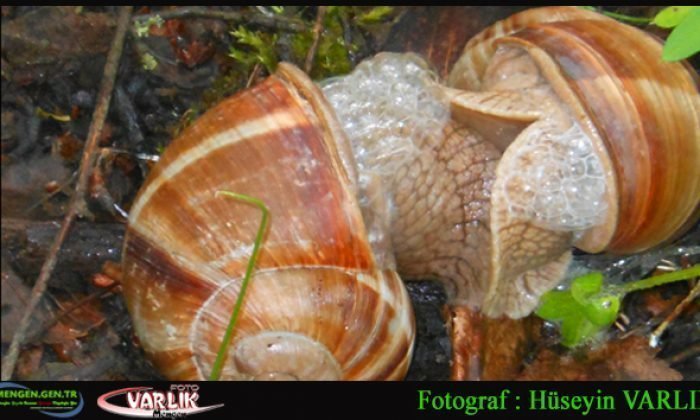 31 Ağustos 2014 – Günün Fotoğrafı