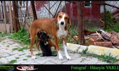 1 Eylül 2014 – Günün Fotoğrafı
