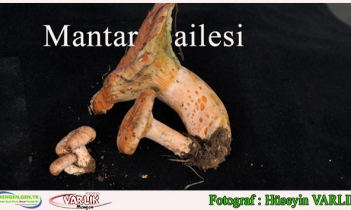 6 Ekim Günün Fotoğrafı