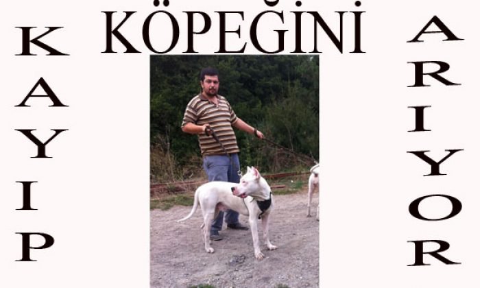 KAYIP KÖPEĞİNİ ARIYOR