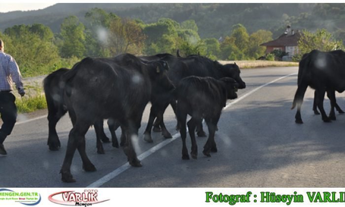 6 Aralık Günün Fotoğrafı