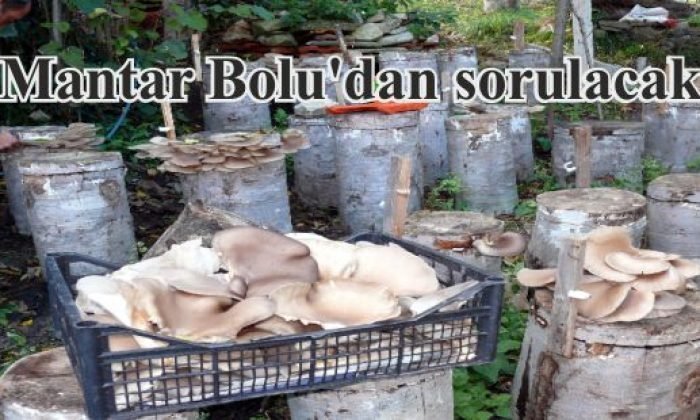 Mantar Bolu’dan sorulacak