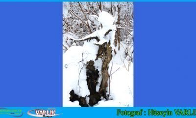 8 Ocak Günün Fotoğrafı