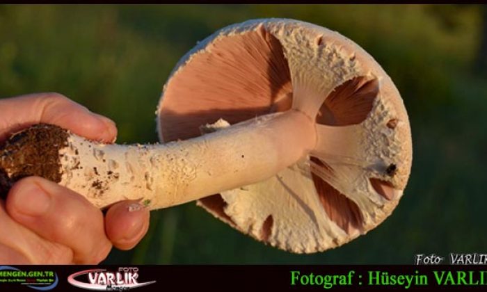 15 Şubat Günün Fotoğrafı
