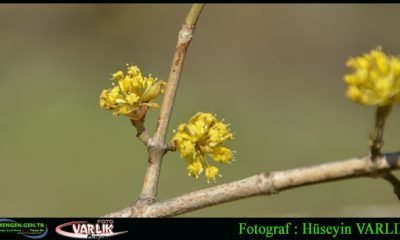 26 Mart Günün Fotoğrafı