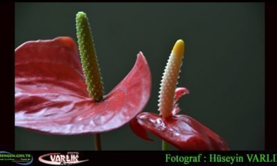 22 Nisan Günün Fotoğrafı