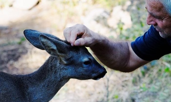 Büyüttüğü Karacayı Geri İstiyor  BOLU (AA)