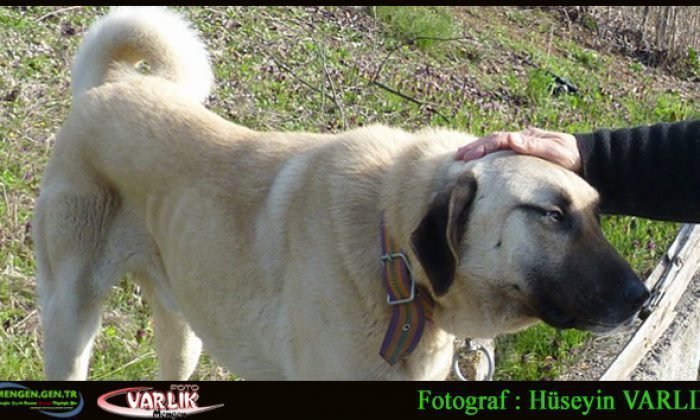 8 Nisan Günün Fotoğrafı