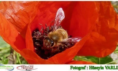 31 Mayıs Günün Fotoğrafı