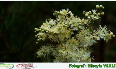 4 Haziran Günün Fotoğrafı