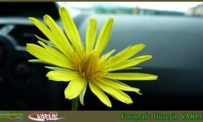 20 Haziran Günün Fotoğrafı