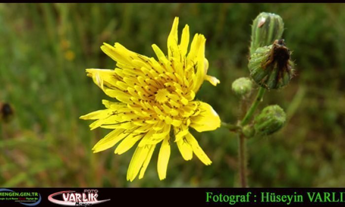 6 Temmuz Günün Fotoğrafı