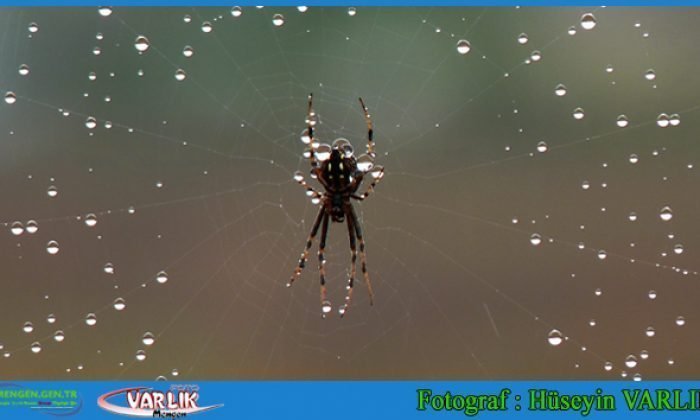 11 Eylül Günün Fotoğrafı