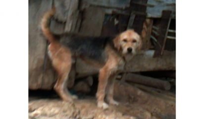 Kayıp Köpek