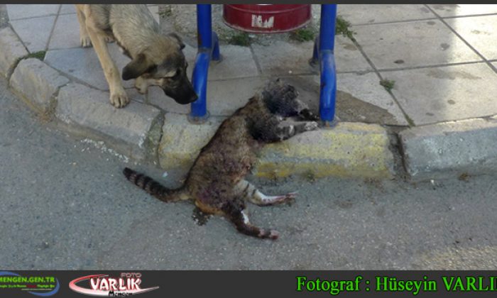 1 Ekim Günün Fotoğrafı
