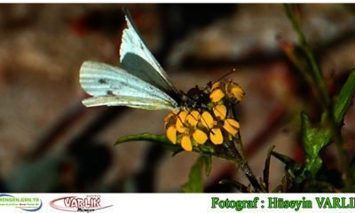 26 Ekim Günün Fotoğrafı