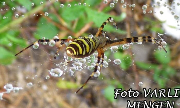 Mengen’den doğal fotoğraflar
