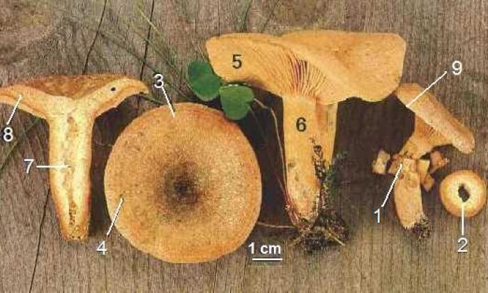 KANLICA MANTARI (Lactarius deterrimus)