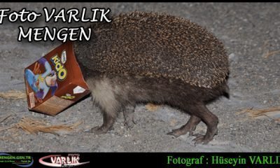 1 Aralık Günün Fotoğrafı