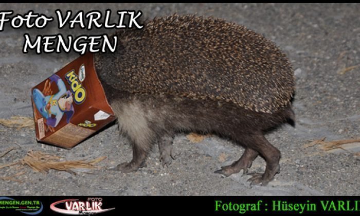 1 Aralık Günün Fotoğrafı