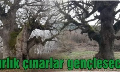 Mengen’de Asırlık  meşeler gençleşecek