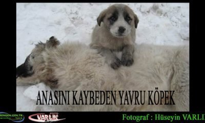 26 Ocak Günün Fotoğrafı