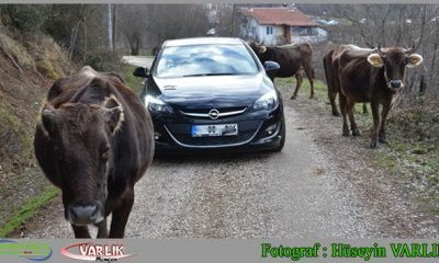 17 Şubat Günün Fotoğrafı