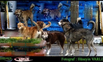 1  Mart Günün Fotoğrafı
