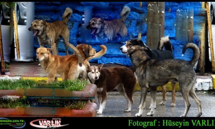 1  Mart Günün Fotoğrafı