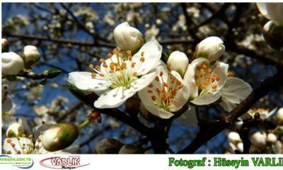 13 Mart günün fotoğrafı