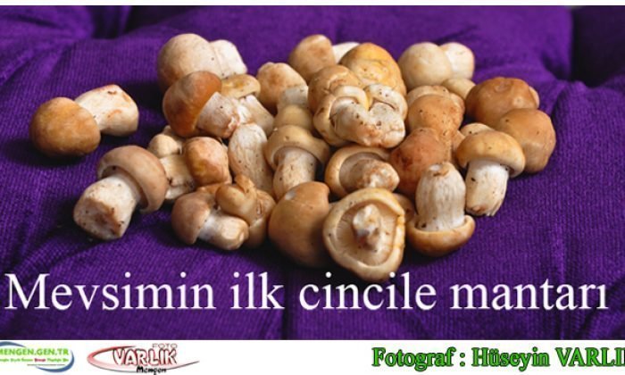 25 Mart günün fotoğrafı