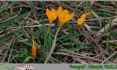 9 Mart Günün Fotoğrafı