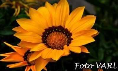 21 Nisan günün fotoğrafı