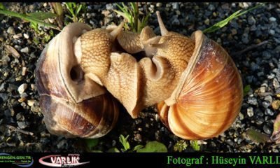 12 Mayıs günün fotoğrafı