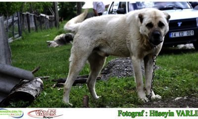 15 Mayıs günün fotoğrafı
